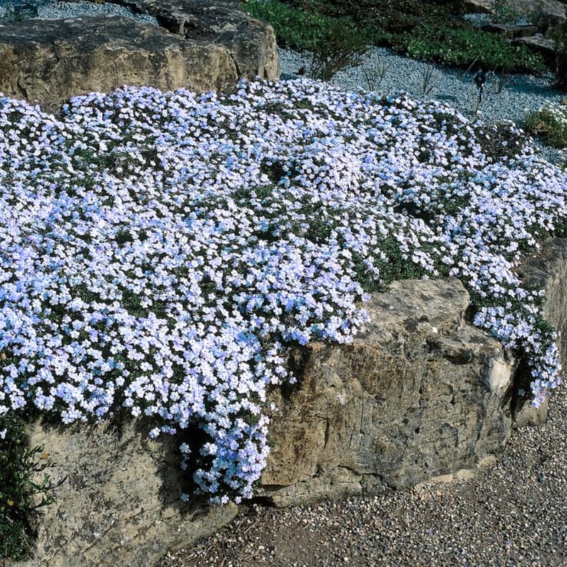 YOKEBOM Set 2 Creeping Phlox Plants, Hardy Perennial Phlox Flowers, Vibrant Ground Cover for Garden and Landscape, Ready to Grow Plugs 3-5 Inches