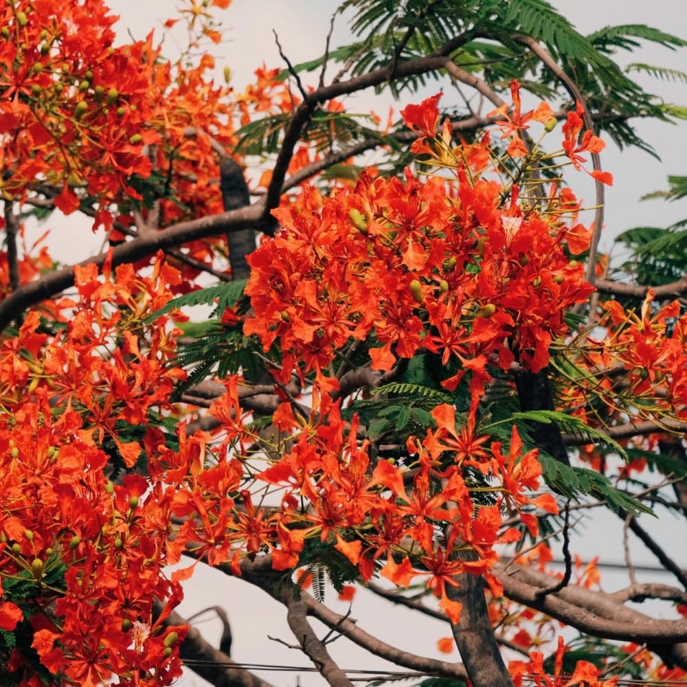 Red Flamboyant Tree, 1 Year Old Royal Poinciana Plant Live, 3 Feet Tall in 1 Gal Pot, Live Ornamental Flowering Tree for Planting, Live Plant in 1 Gal Pot, No CA