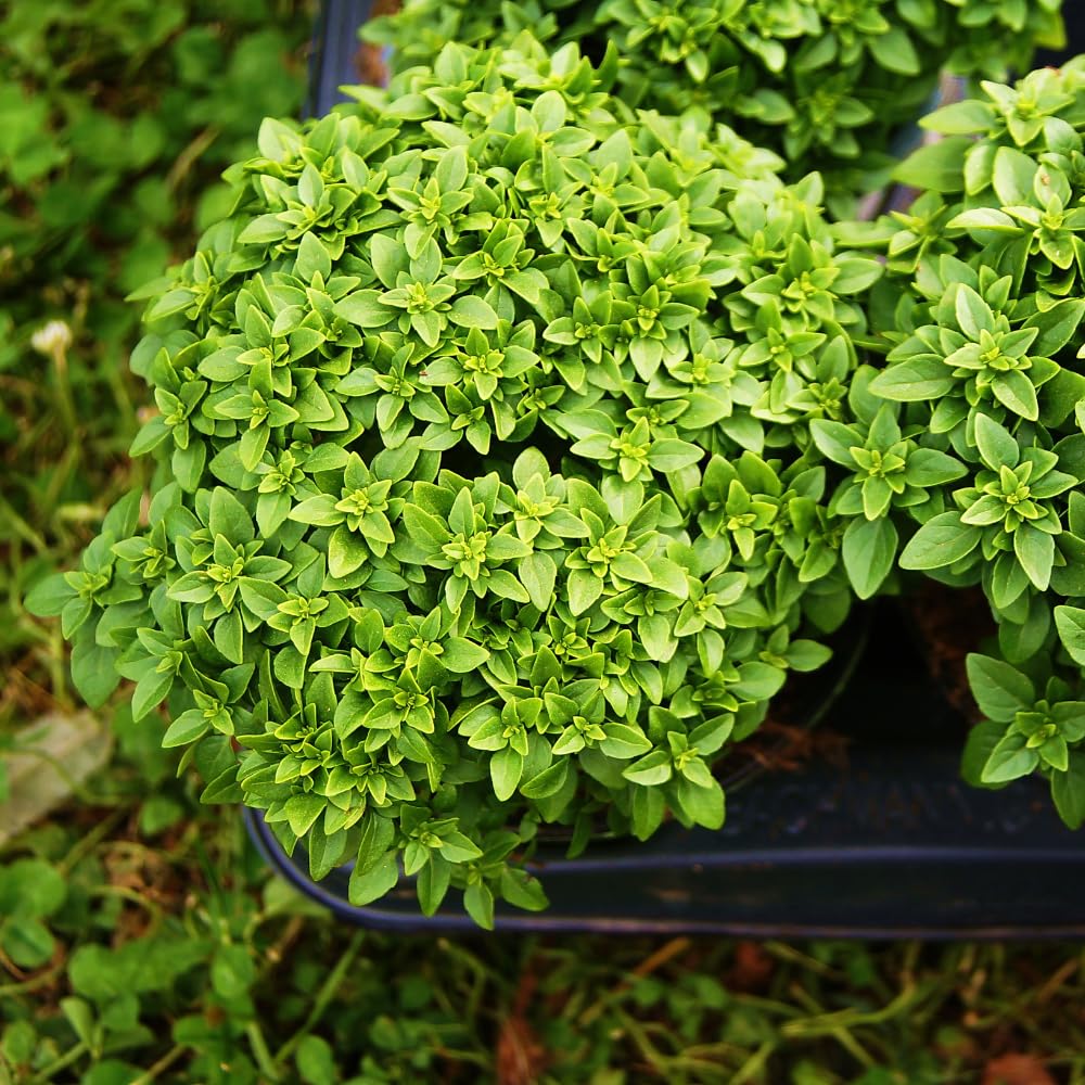 3 Greek Basil Plants Live, 4 to 7 Inc Tall, Basil Herb Plants Gardening Indoor Outdoor