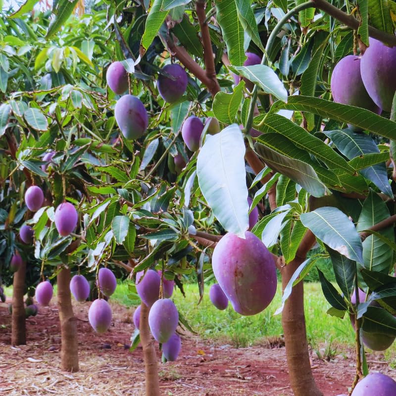 Pink Mango Tree Live Plant, Grafted Mango Fruit Plant Live, Sweet Tropical Fruit Tree Gardening, 2–3 Feet Tall, 3 Gallon Pot, No Ship to CA