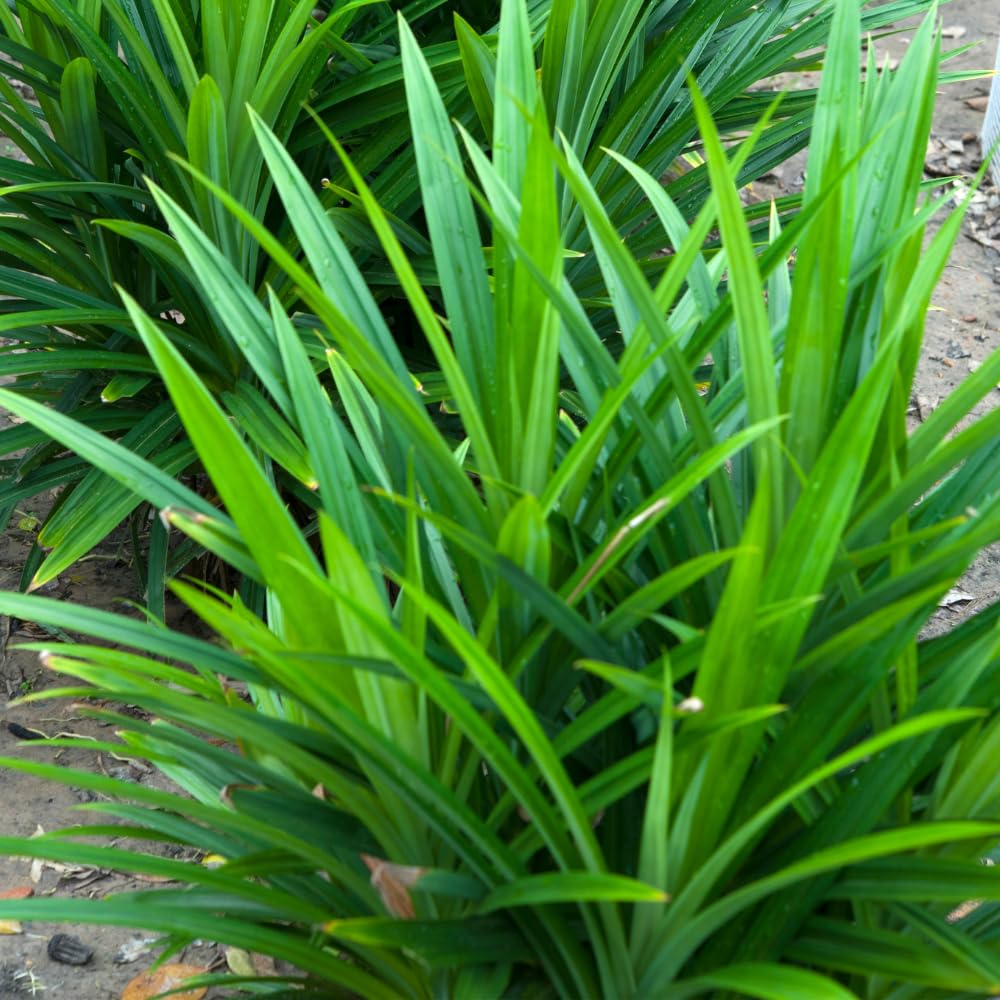 Pandan Plant Live, 4 to 6 Inches Tall, Pandanus Amaryllifolius Plant Indoor Outdoor Gardening, Fall Spring Planting