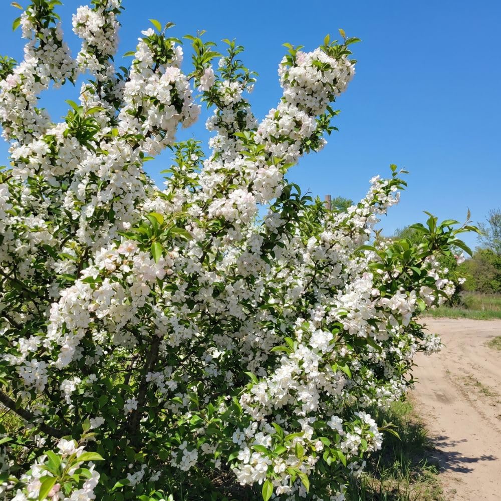 Red Crabapple Tree Live Plant, 6-10" Tall