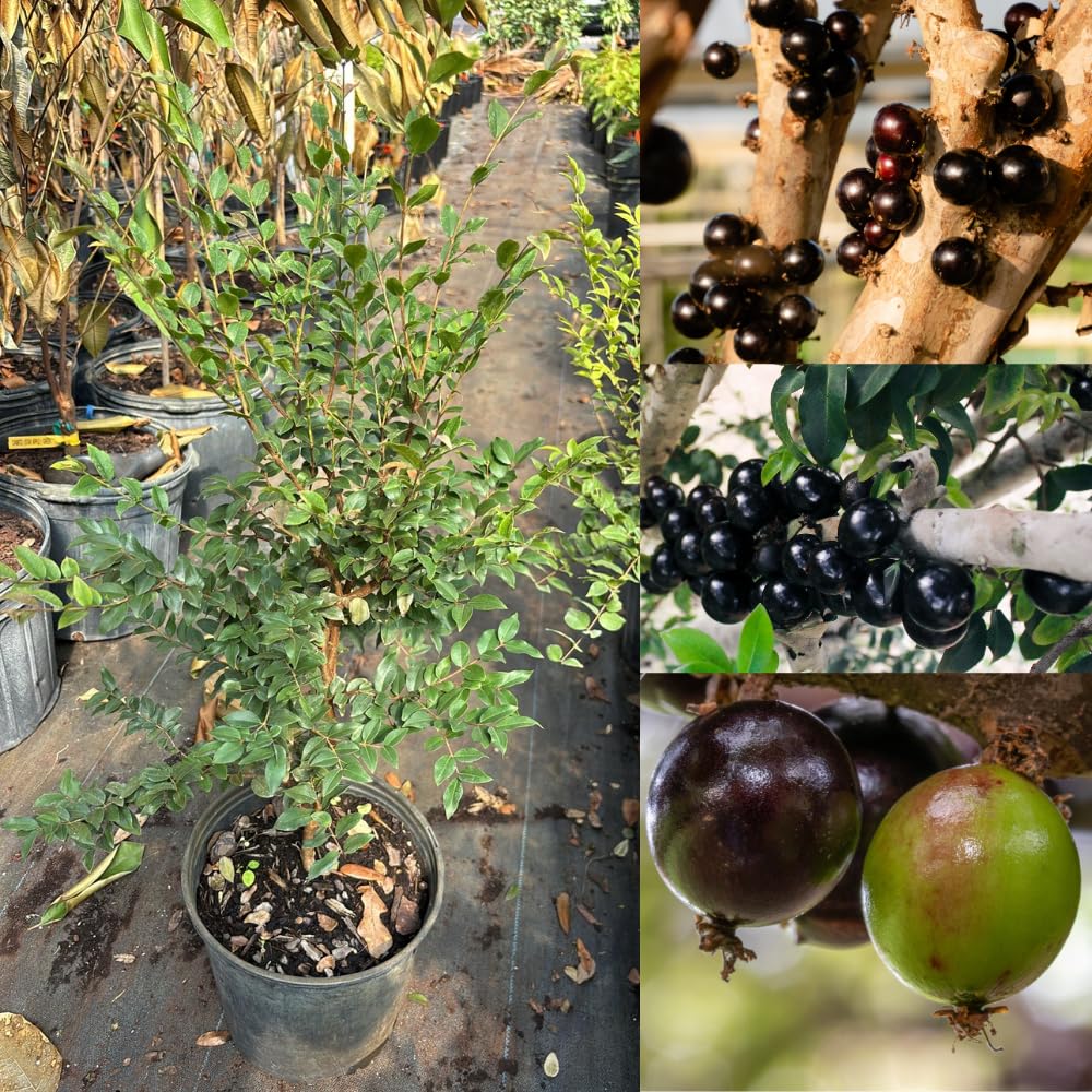 Jaboticaba Tree in 3 Gallon Pot, 1-2 Ft Tall Black Jaboticaba Fruit Live Plant, Perennial, No Ship to CA