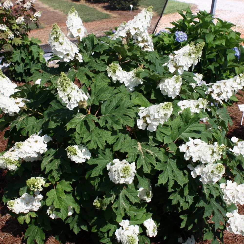 Hydrangea Live Plant, 6-12 Inch Tall, Hardy Flowering Shrub in 2.5" Pot, Outdoor Garden Hydrangea Bush (Oakleaf Hydrangea)