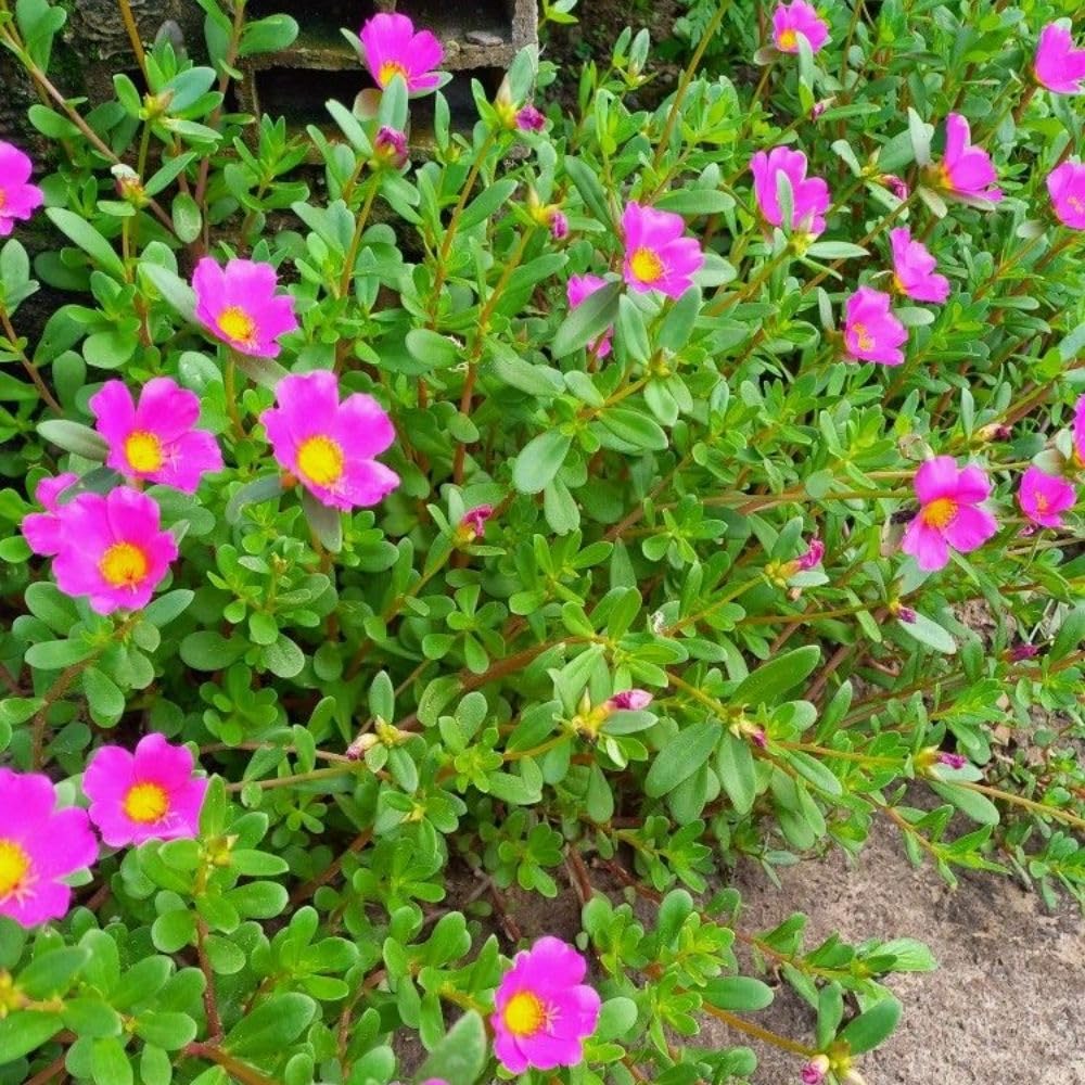Set 2 Portulaca Live Plant, 4-6 Inch Tall, Moss Rose Plants Live, Rare Portulaca Plants for Growing Indoor Outdoor (Deep Pink)