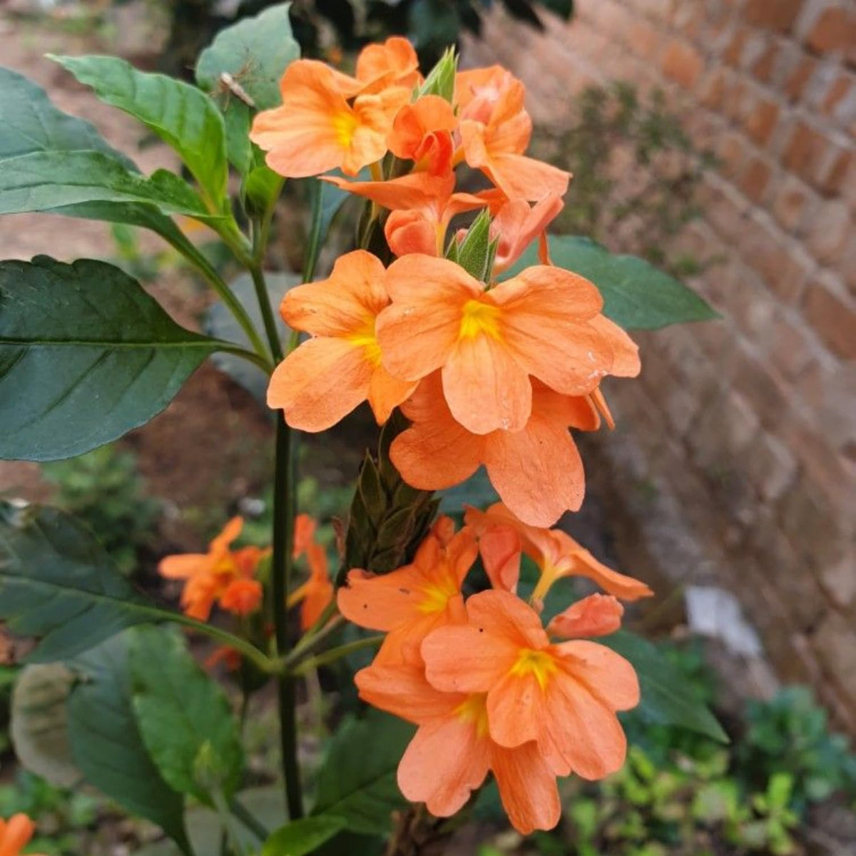 2 Live Peach Crossandra Live Plants, 4-8'' Tall Peach Crossandra Plant Shrub for Planting, Perennial Flowering Starter Plant for Home Garden and Containers, Well Rooted to Grow