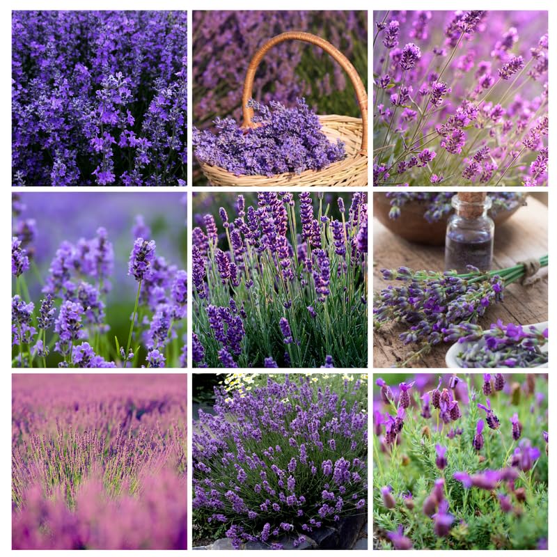 Pack 4 Mixed Lavender Plants Live, 4–8" Tall, Fragrant Lavender Flower Lavandula Perennial Well-Rooted, No Pot