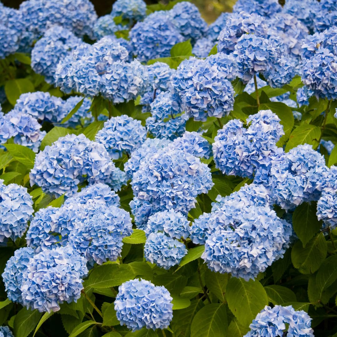 Hydrangea Plant Live for Planting, 6-12" Hydrangea Tree Live Plant, Hydrangeas Bush, Dormant, No Leaf, No Pot (Blue to Pink)