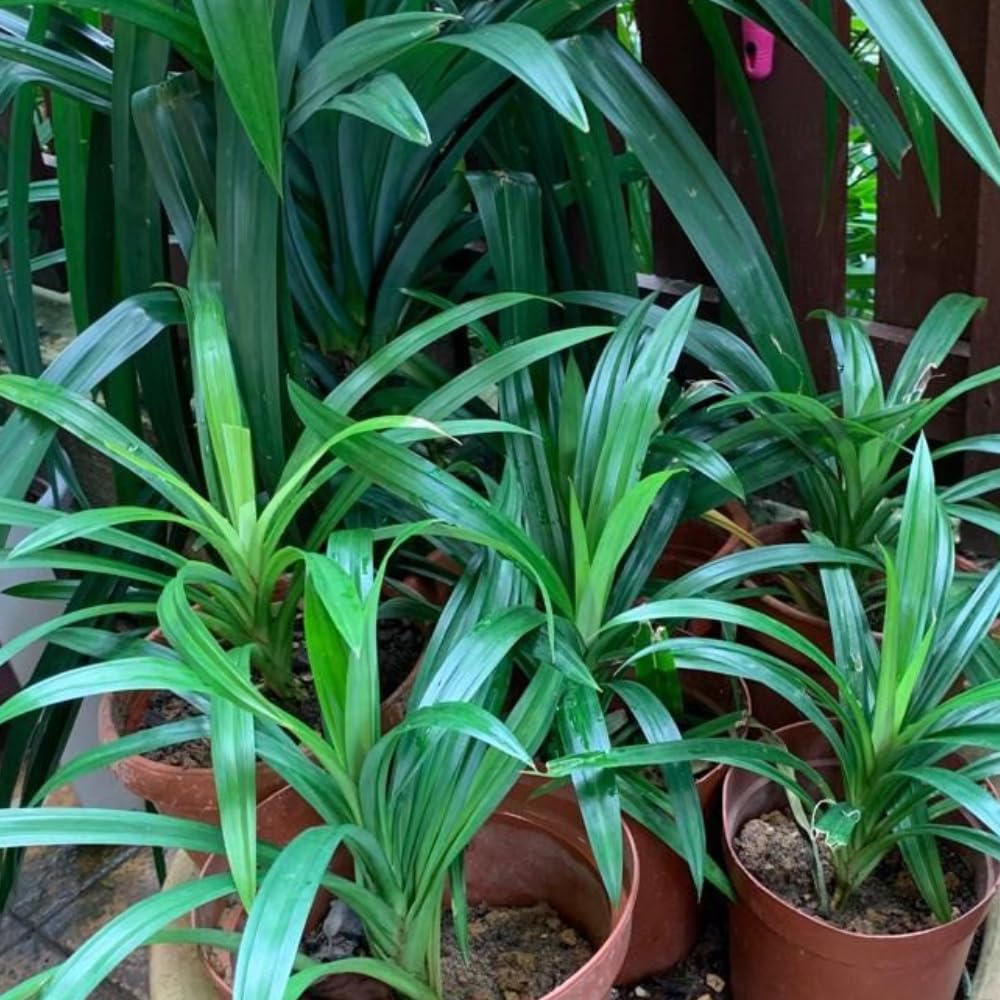1 Live Pandan Plant Well-Rooted, 4-6” Tall for Indoor Outdoor Growing, Pandan Herbs