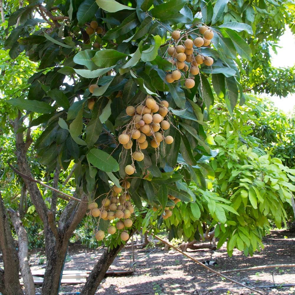 Longan Plant Live, 5-9 Inch Tall, No Pot, Tropical Longan Fruit Tree Live Plant