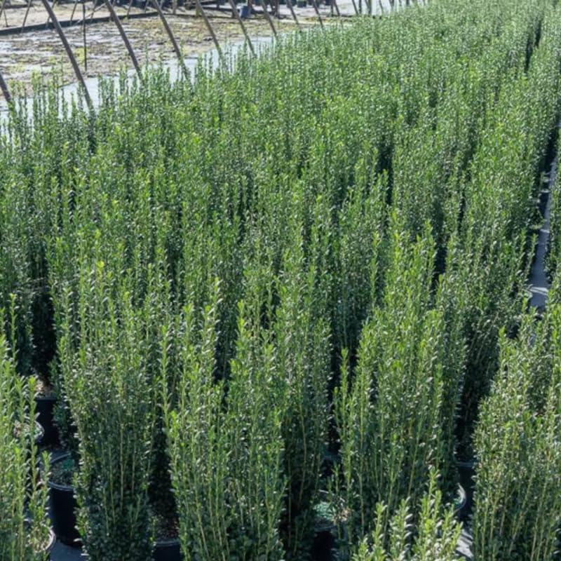 Sky Pencil Holly Tree Live Plant in Quart Pot, Elegant Plant for Landscapes,Yard, Outdoor Planting, Dormant in Winter, Fast Growing Shrub Hardy
