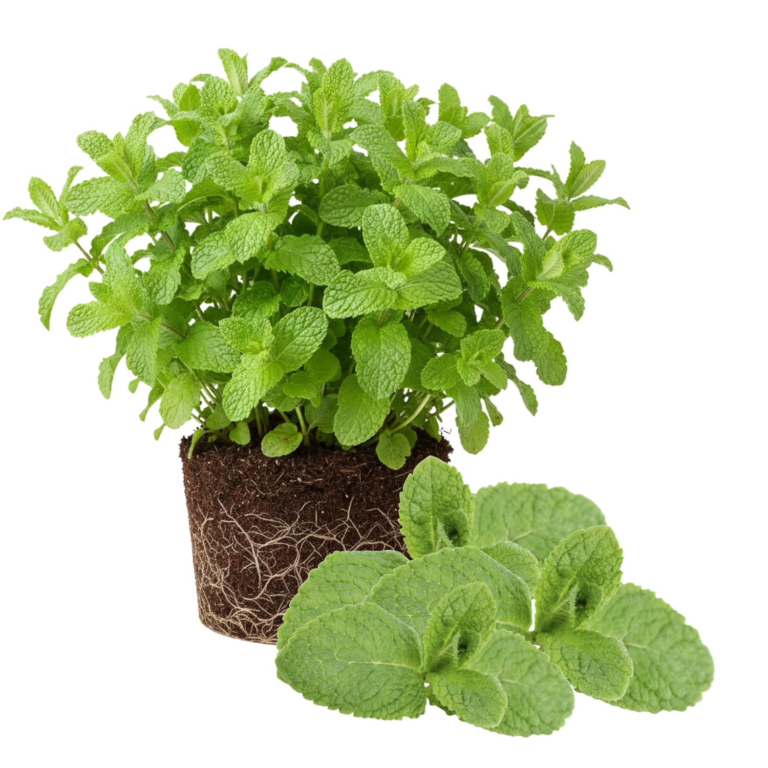 Pack 6 Lemon Balm Plants Live, Perennial Mint Lemon Balm, Well Rooted Herbs Plant 4-7'' Tall Culinary Indoor Outdoor Growing Spring