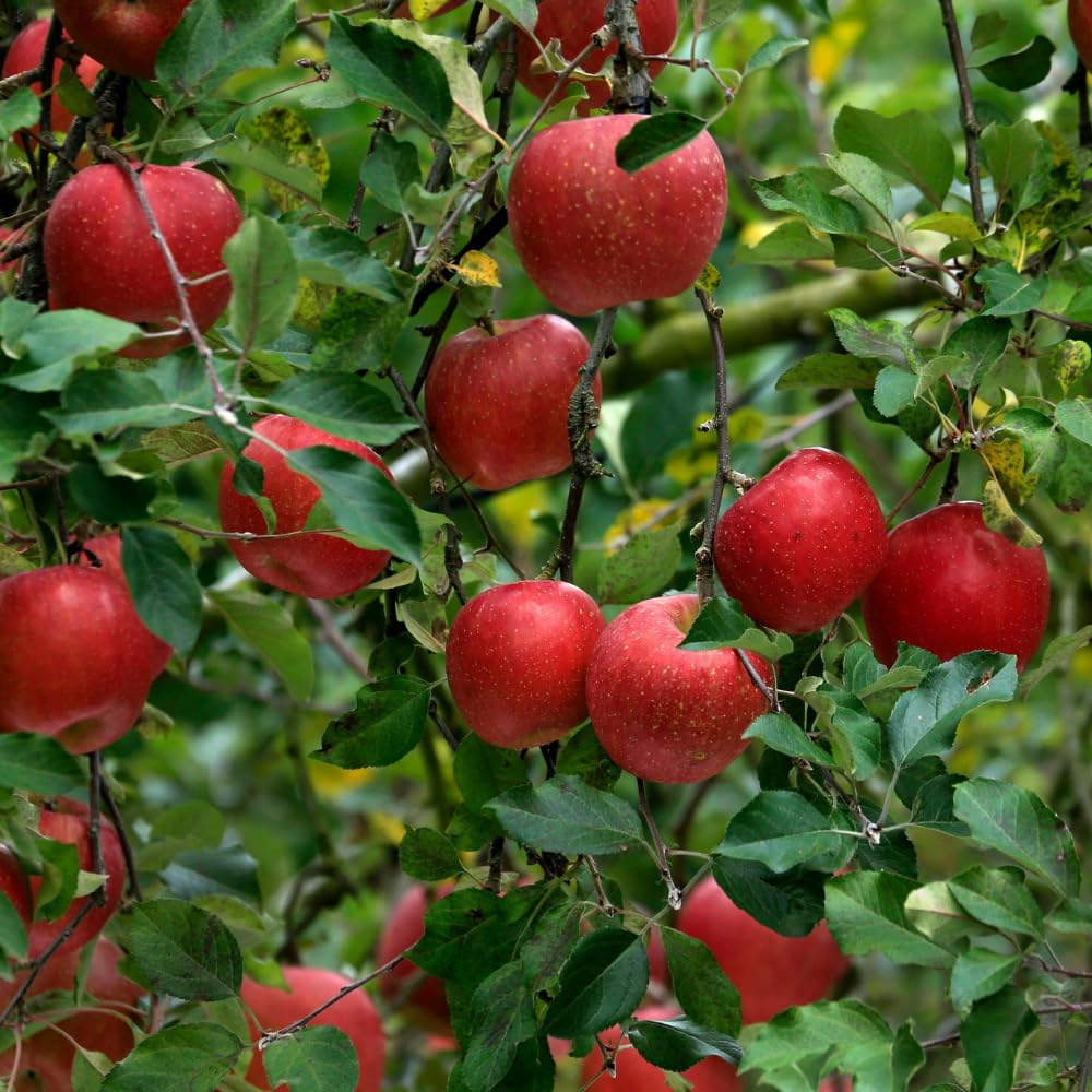 Red Delicious Apple Trees Live Plants, Apple Tree, Well Rooted, 3 Feet, 3 Gallon Pot, Sweet Fruit Tree for Edible Garden, No Ship to CA