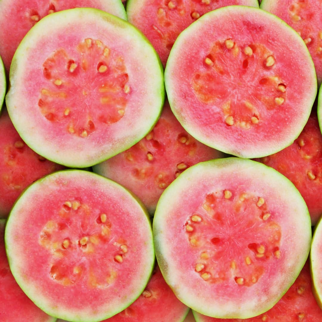 Live Pink Guava Plant, Sweet Tropical Guava Fruit Tree, 2–3 Ft Tall in 3 Gallon Pot, Ready to Grow, No Ship to CA
