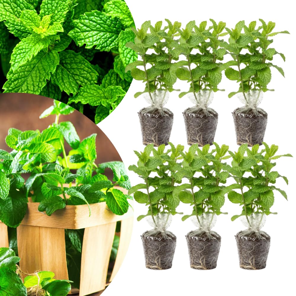 Pack 6 Peppermint Plants Live, Culinary Herb Plants, 4-6 Inch Tall, No Pot, Mint Live Well-Rooted