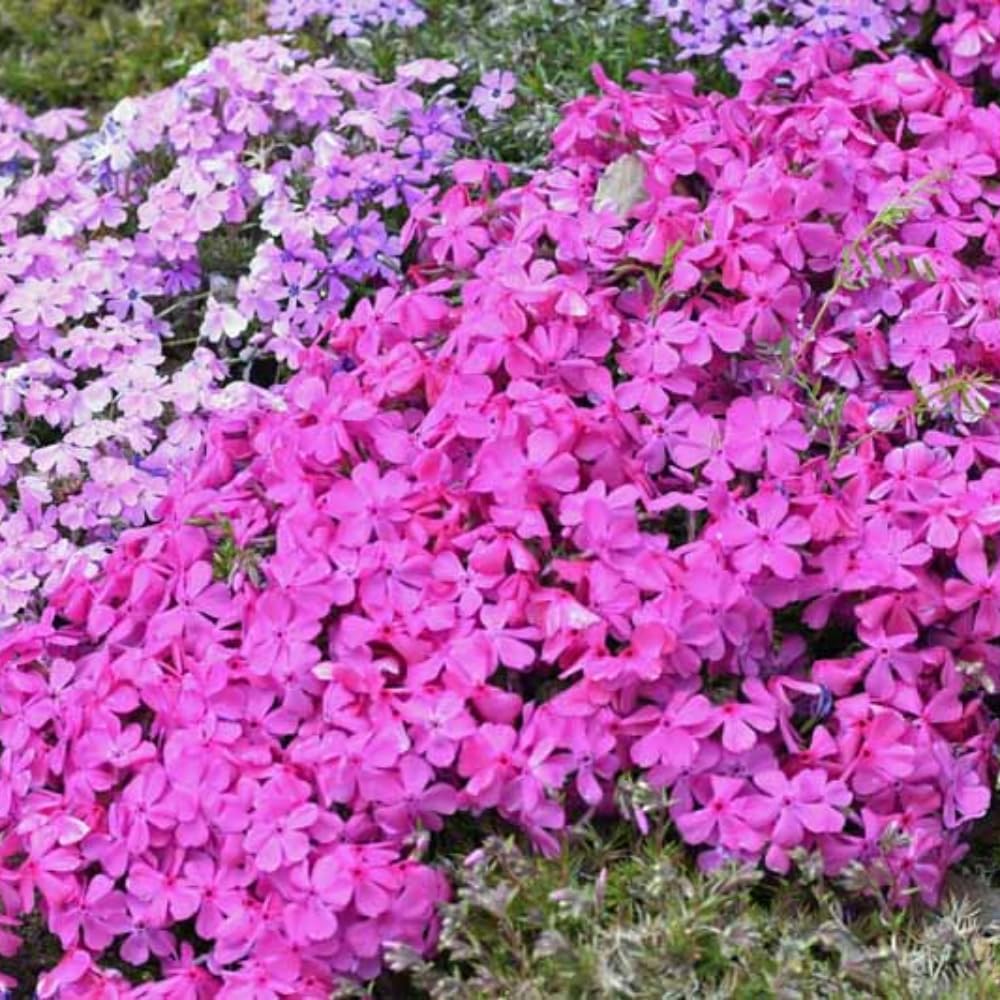 2 Pink Creeping Phlox Plants Live Perennials, Creeping Phlox Live Plants, 4-6 Inch Tall, Ornamental Phlox Flowers Seedlings