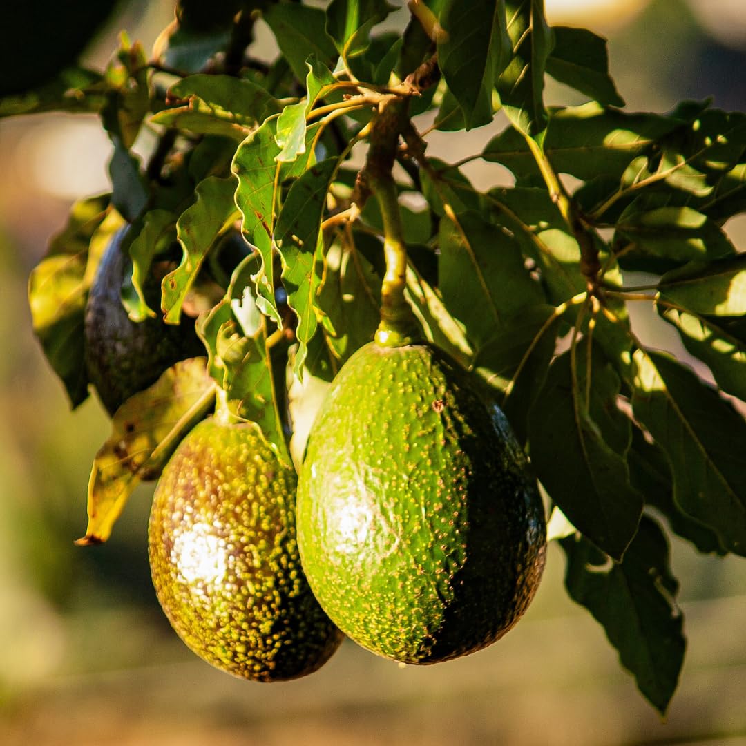 Live HASS Avocado Tree Plant, Hardy Grafted Avocado Fruit Tree, 1-2 Feet Tall in 3 Gallon Pot for Planting, No Ship to CA