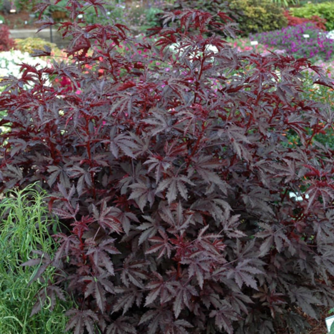 Set 2 Cranberry Hibiscus Tree Live Plant for Outdoor Planting, Well-Rooted, 4-7 Inches Tall