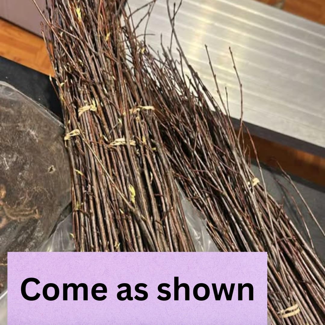 Purple Lilac Live Plant, Fragrant Lavender Lilac Shrub Bare Root, Hardy Flowering Bush for Outdoor Planting