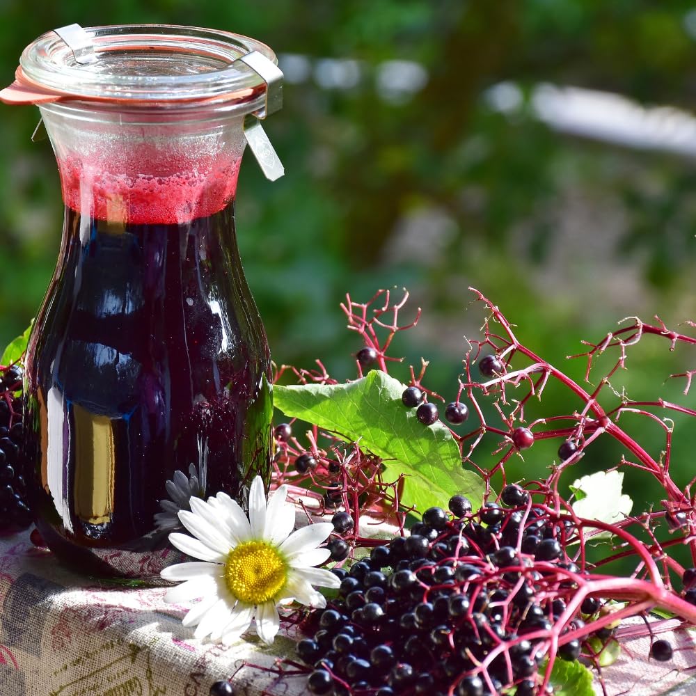 Set of 4 Elderberry Rooted Cuttings, 8-12 Inch Tall Live Elderberry Plants, Hardy Fruit Shrubs for Outdoor Garden Planting