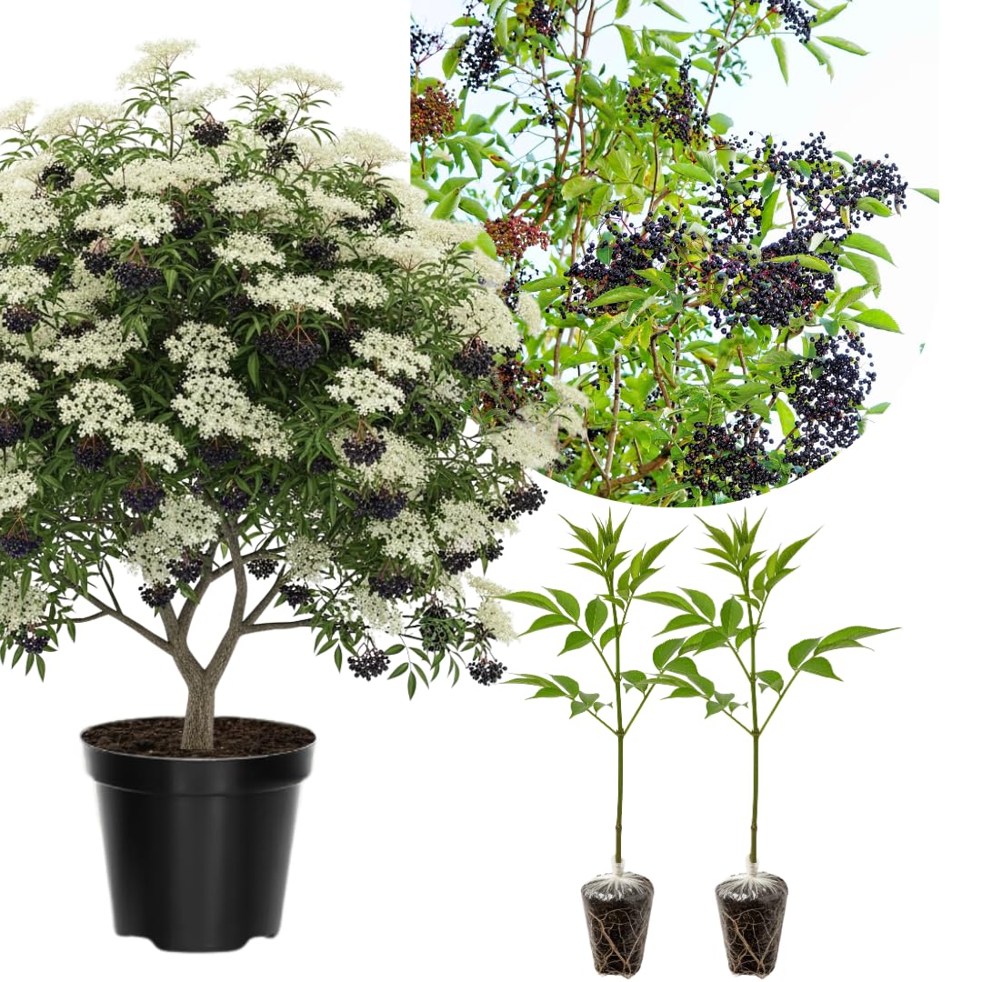 2 Black Elderberry Plants Live, 6-10 Inch Tall, American Elderberry Bush Live Plant, Sweet Elderberries Fruit