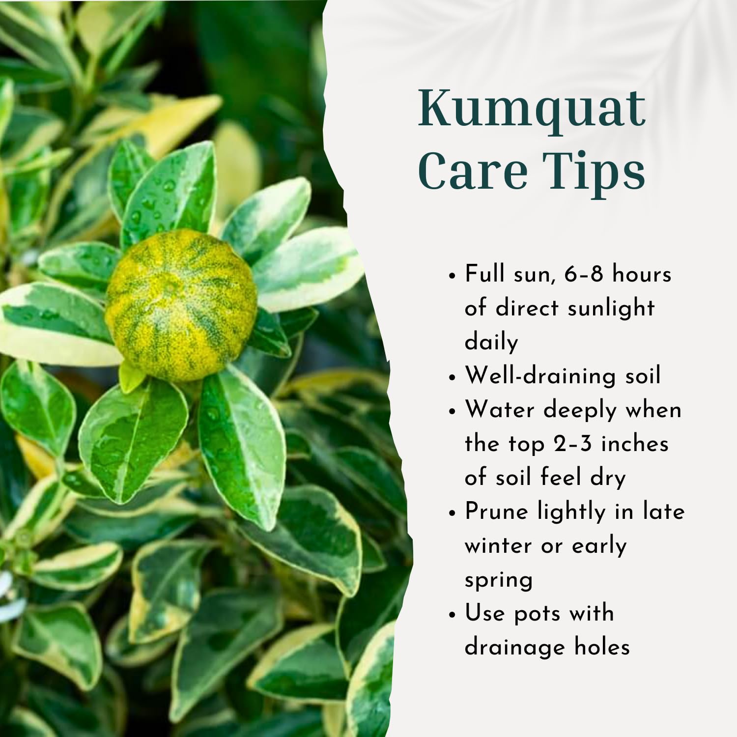 3 Years Old Variegated Kumquat Tree, Ready to Bear Fruits Citrus Plant, Ornamental and Edible Patio Fruit Tree in 5 Gallon Pot