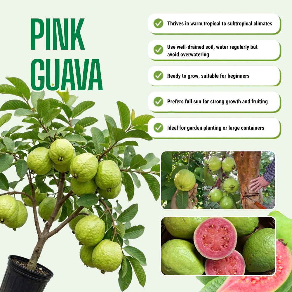 Pink Guava Plant Live, Hardy Tropical Guava Plant 3-4 Feet, Guava Fruit Tree Well Rooted in 3 Gallon Pot, No Ship to CA