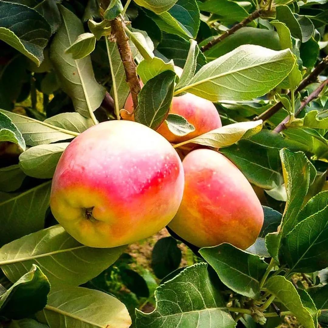 Starter Apple Tree Live Plant Seedling, 6-10" Bare Root Dormant, Spring Break Fruit Sweet Apple Trees Live Plants for Outdoor Planting, Cold Hardy Fruit