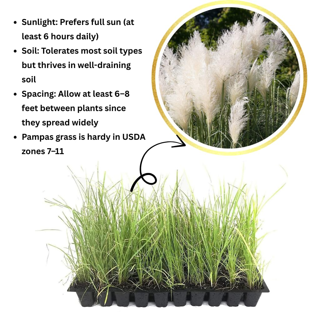 2 Pampas Grass Plants Live, Tall Ornamental Perennial Grass for Landscaping, 5-9 Inch Height Well Rooted (White Pampas Grass)