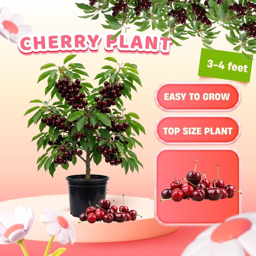 Deep Red Cherry Trees Live Plants 3-4 Feet Tall, Sweet Cherry Fruit Plants Live 3 Gallon Pot, Hardy Fruit Trees for Planting, No Ship to CA