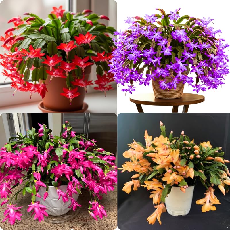 2 Random Christmas Cactus Plants Live, True Thanksgiving Cactus Live Size 6-9" Inches Tall, Ready to Blooms, Holiday Houseplant, Cold Hardy, Bloom in Winter