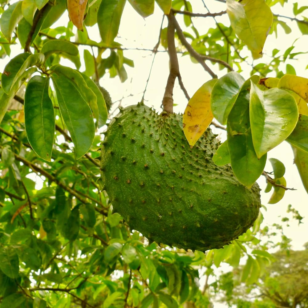 Sweet Soursop Live Plant for Planting, Annona Muricata 2-3 Ft Tall, Soursop Guanabana Seedlings, Outdoor Growing