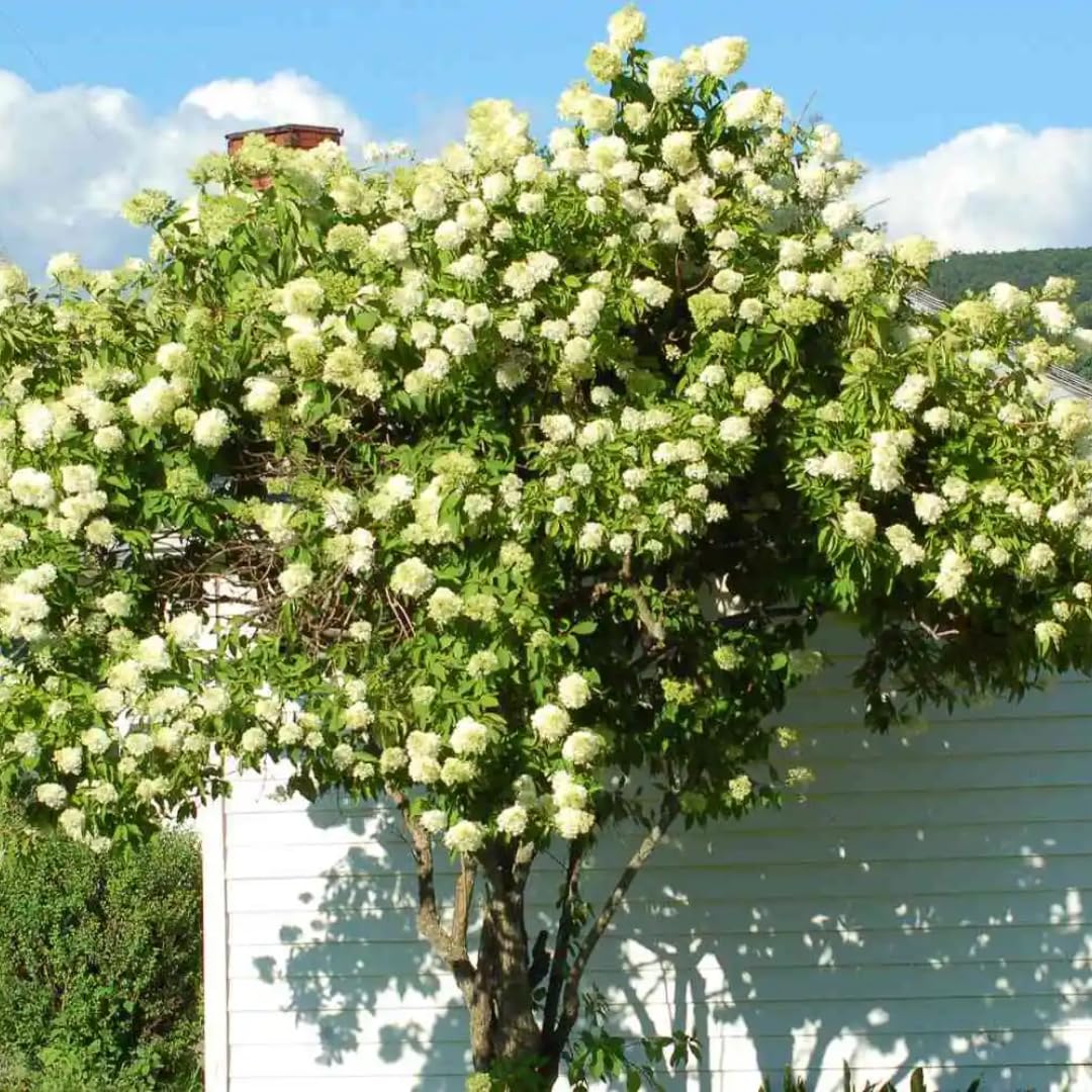 Hydrangea Plant Live for Planting, 6-12" Hydrangea Tree Live Plant, Hydrangeas Bush, Dormant, No Leaf, No Pot (Pink White)