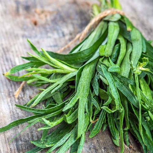 1 Tarragon Plant Live for Planting, Live Tarragon Herb Mint Plug 3 to 5 Inches Tall Home Garden