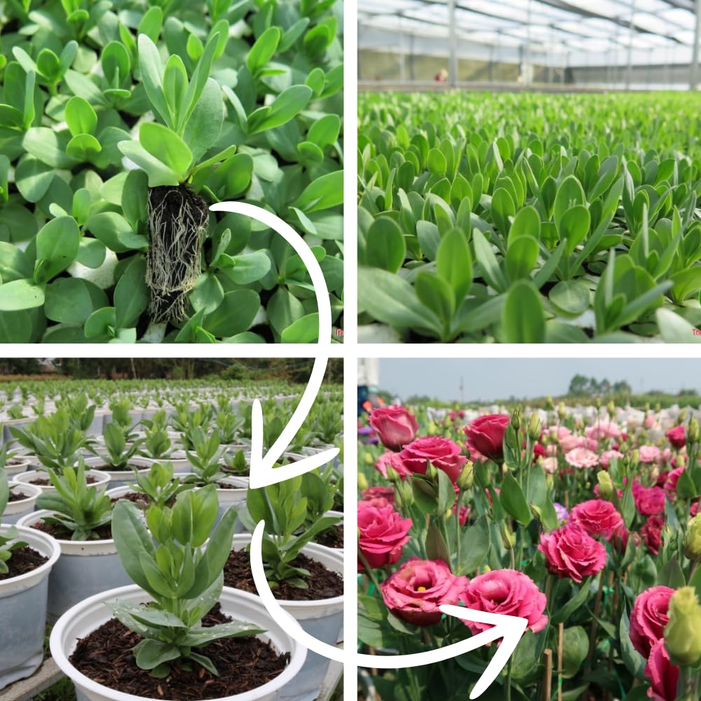 Green Eustoma Lisianthus Plants Live Plug Size, Well-Rooted 3-5" in Tall, Texas Bluebell, Thornless Love Rose Plant, Summer Fall Bloom