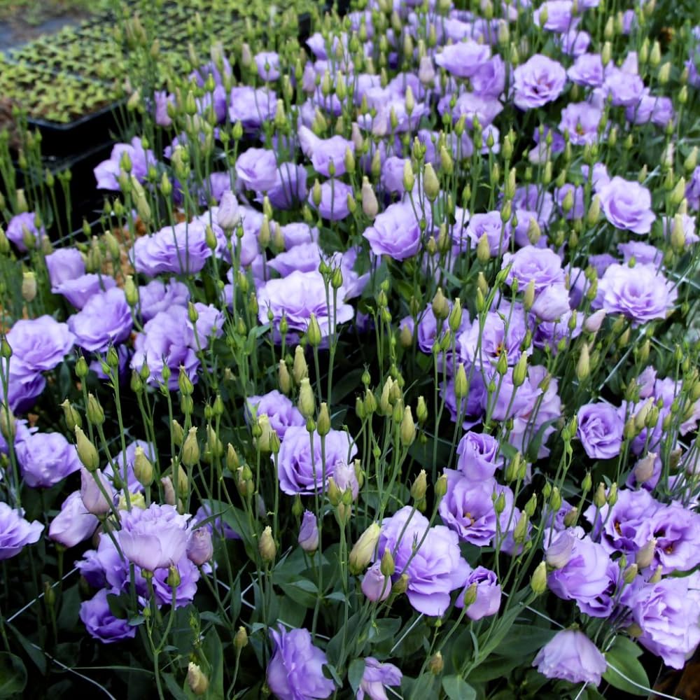 Vibrant Blue Eustoma Lisianthus Plants Live Plug Size, Well-Rooted 3-5" in Tall, Texas Bluebell, Thornless Love Rose Plant, Summer Fall Bloom
