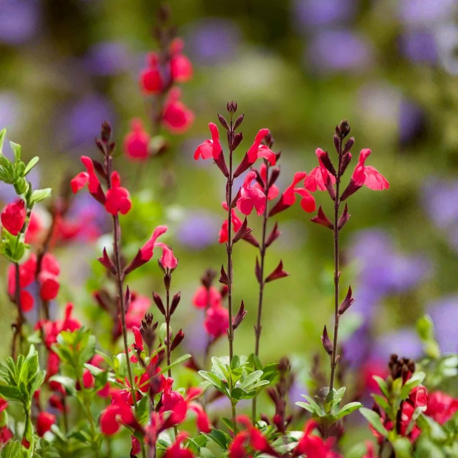 Set 3 Salvia Plants Live, Well Rooted 4-6 Inches, Vibrant, Fragrant Flowering Shrubs for Garden or Containers (Red)