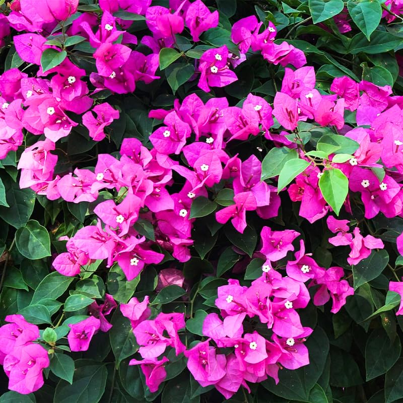 3 Purple Bougainvillea Plants Live, 4-8” Tall Flowering Bougainvillea Vines, Tropical Climbing Plants for Garden or Containers, No Pot