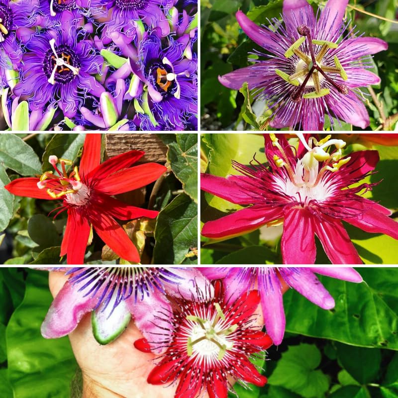 Mixed Passion Flower Plant Live, Passiflora Vine for Garden, 4-8" Tall, Hardy Flowering Vine for Garden or Trellis