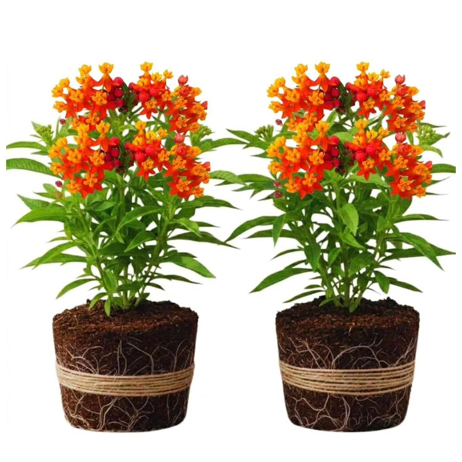 2 Milkweed Plants Live, Live Milkweed Plants, Asclepias Tuberosa Plant, 5 to 8 Inc Tall, Outdoors Gardening (Red)