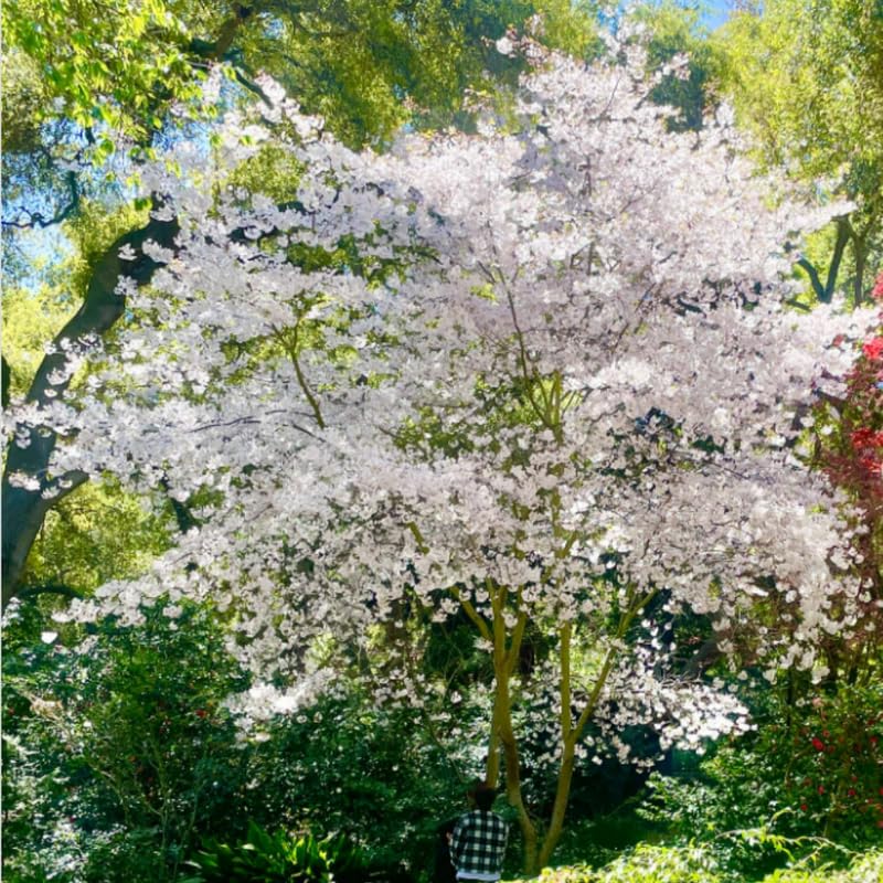 Live Cherry Blossoms Tree Plant, Vibrant Random Flowering Cherry Blossom in 2.5 Inches Pot, Dormant in Winter, Perennial Bloom, 9 Months Old Trees