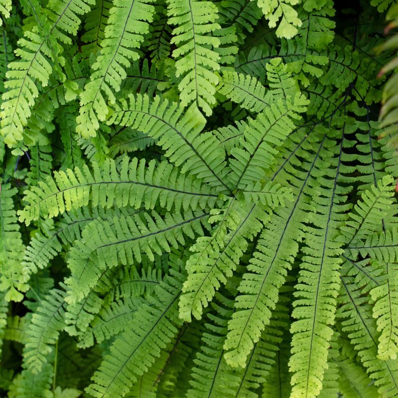 Set 5 Maidenhair Ferns Bare Roots, Ferns Live Plants 4-6 Inches, Hardy Ferns for Shade for Outdoor Garden
