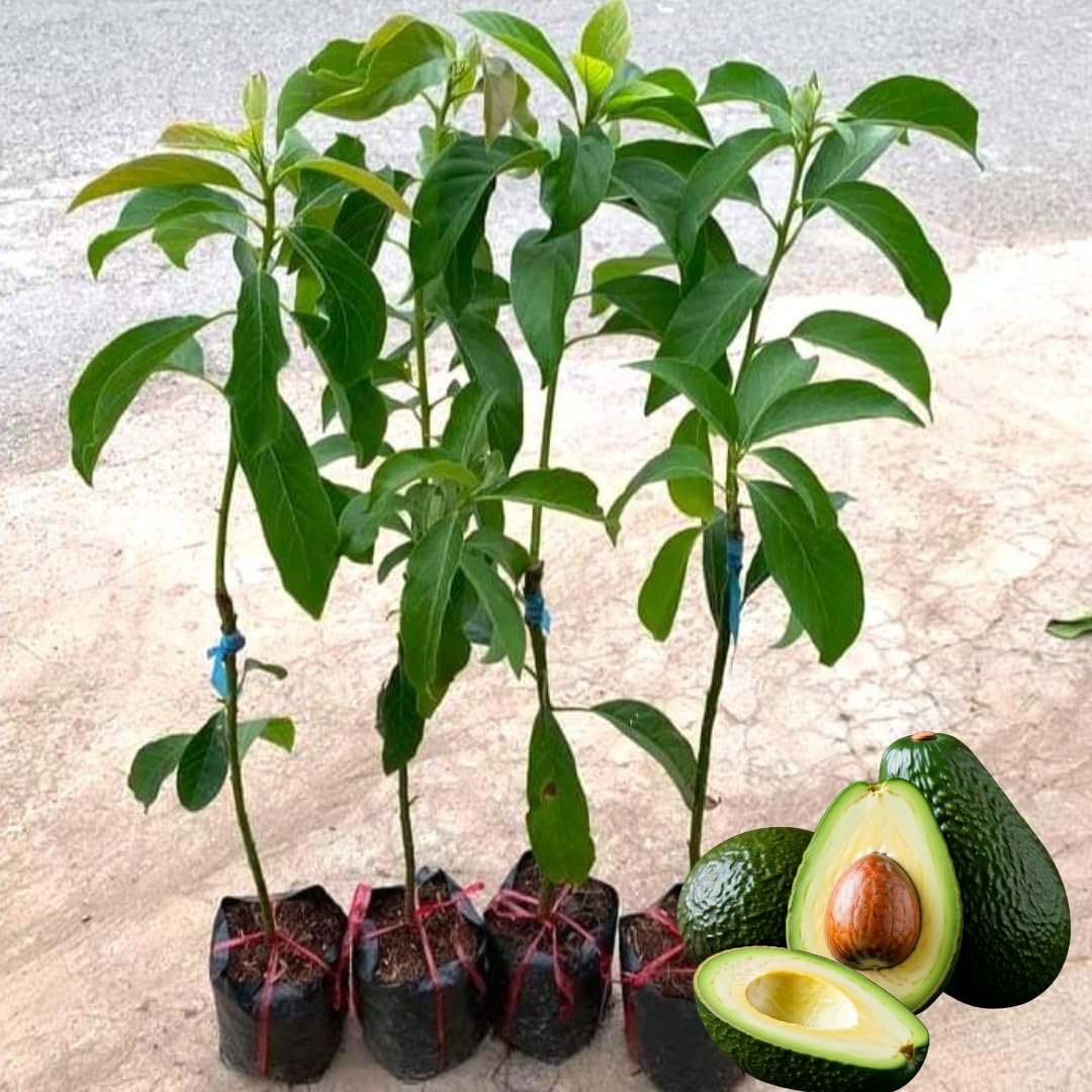 Live HASS Avocado Tree Plant, Hardy Grafted Avocado Fruit Tree, 1-2 Feet Tall in 3 Gallon Pot for Planting, No Ship to CA