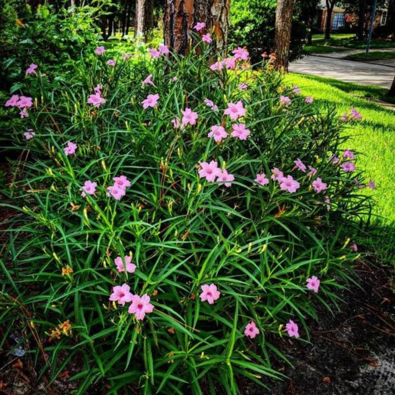 6 Dwarf Pink Mexican Petunia Plants Live, 4-7 Inches Tall, Hardy Perennial Flowers