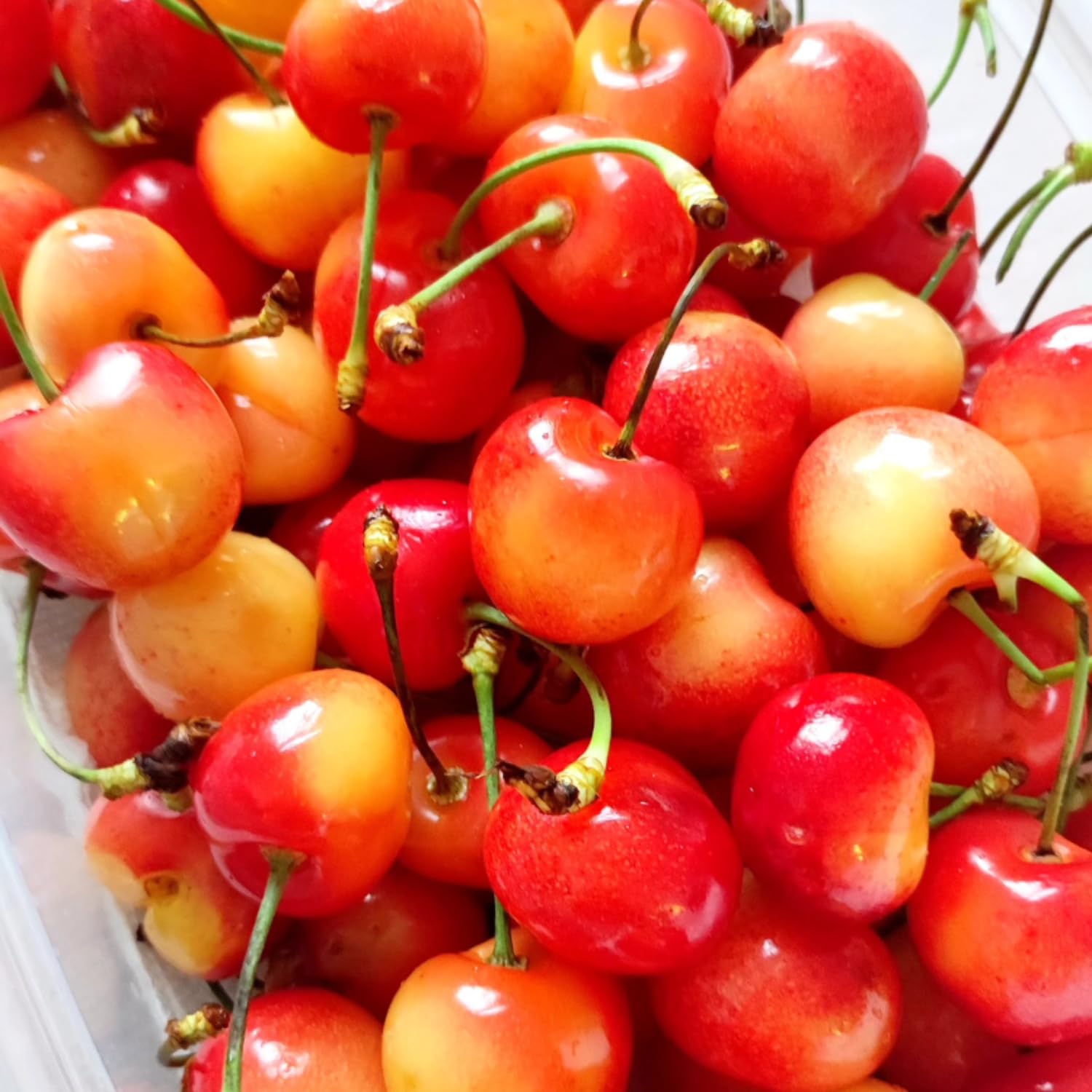 Cherry Tree Live Plant, Cherry Fruit Plant 3-4 Feet Tall in 3 Gallon, Sweet Fruit Tree, Cold Hardy for Outdoor Growing (Rainier Cherry)