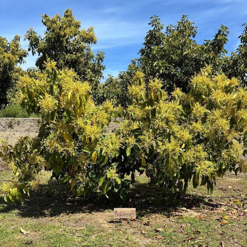 HASS Avocado Tree 3-3.5 Feet Tall, Cold Hardy Avocado Tree Seedlings in 3 Gallon Pot, Container or Garden Planting