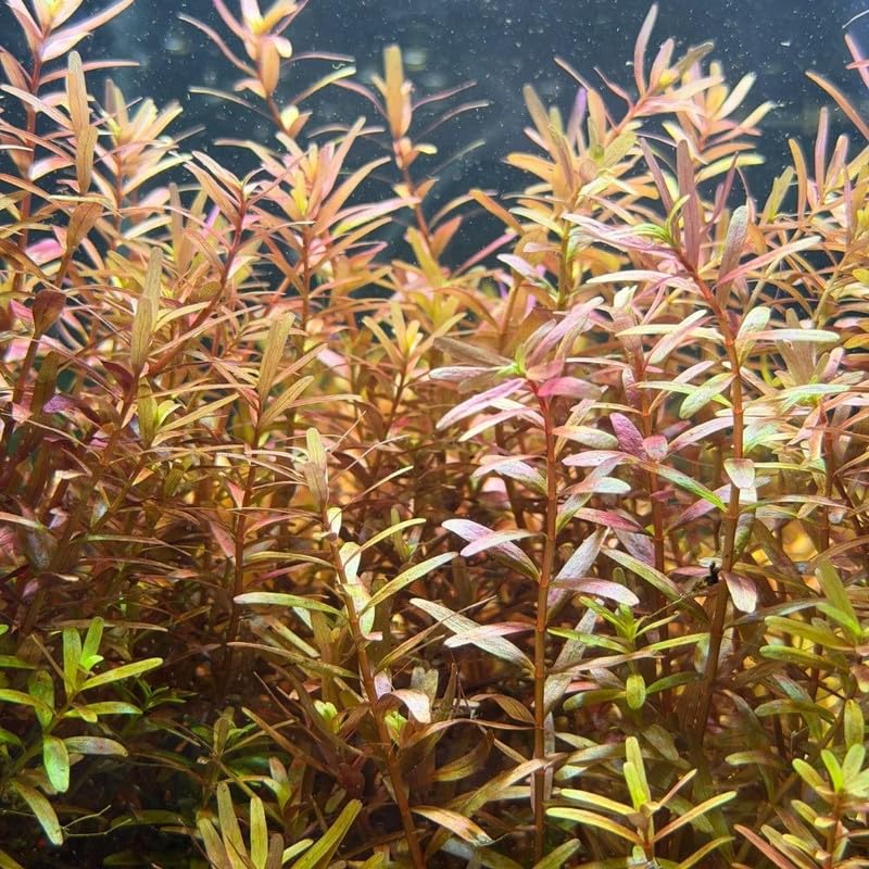 Orange Rotala Plant Stems, Live Aquarium Plant - 1 Clump Bundle