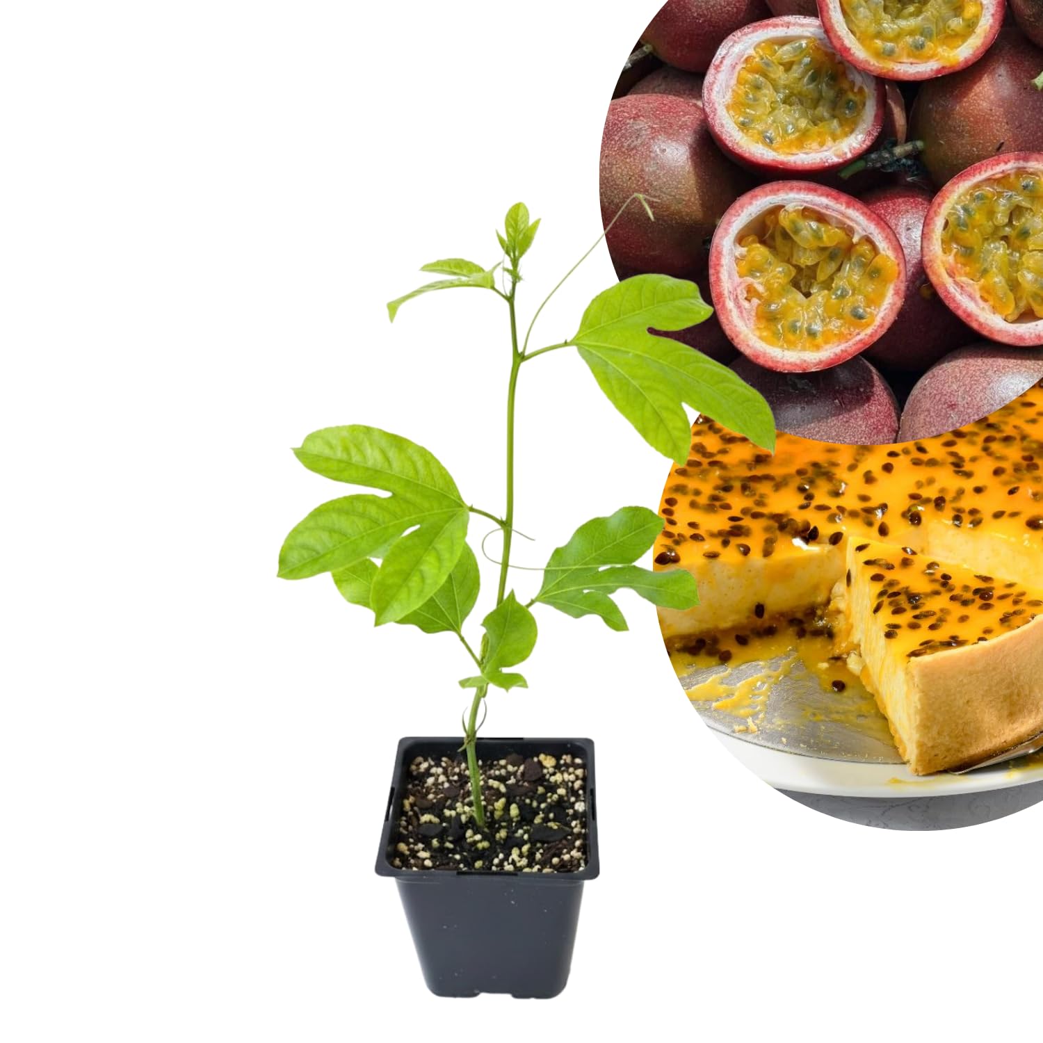 Purple Passion Fruit Plant Live, Passionfruit Vine Plant, Perennial Fruit Vine, 4-7 Inc, Outdoor Planting