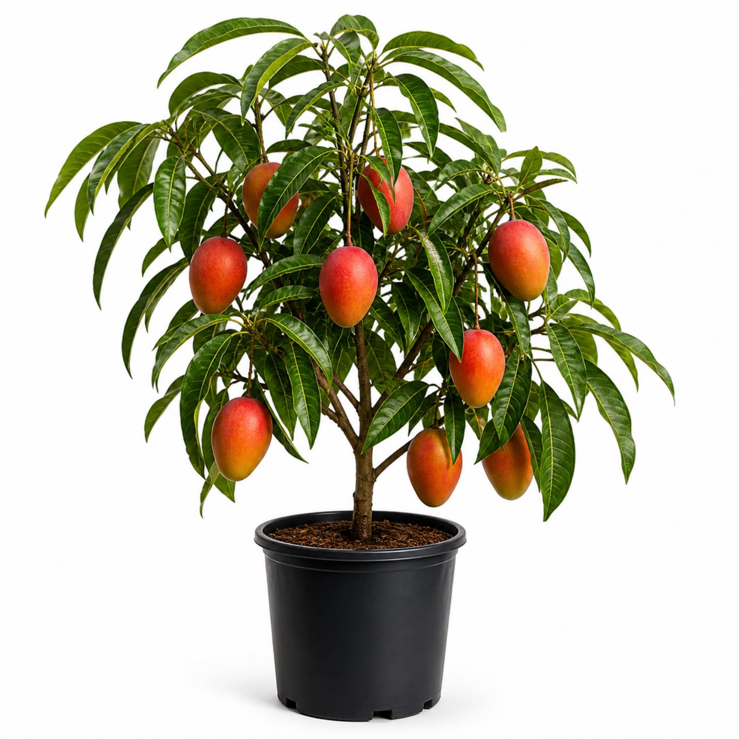 Glenn Mango Tree Live Plant 2.5-3 Ft Tall, Tropical Fruit Tree for Garden Planting, Outdoor Mango Plant in 3 Gallon Pot, No Ship to CA