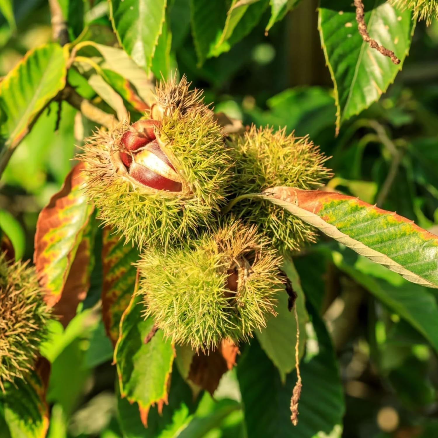 2 Chestnut Tree Bare Roots, 1 Year Old Chestnut Tree 1-1.5 Feet Tall, Fast-Growing, Hardy, Winter Dormant, Garden Growing